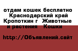 отдам кошек бесплатно - Краснодарский край, Кропоткин г. Животные и растения » Кошки   